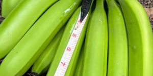 Cavendish g9 Banana
