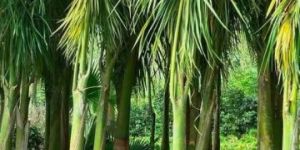 Bottle Palm Tree