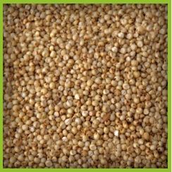 Jowar