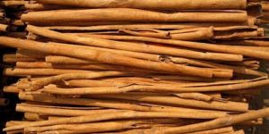Stick Cassia