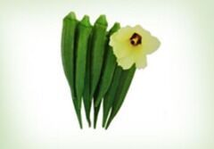 Fresh Okra