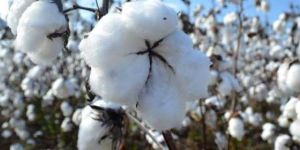 Indian Raw Cotton