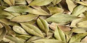 Bay Leaf