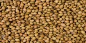 Coriander Seeds
