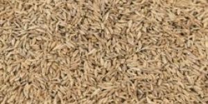 Cumin Seeds