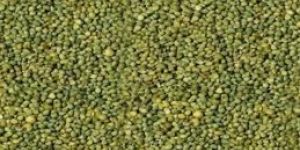 Green Millet