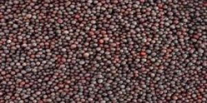 Mustard Seeds