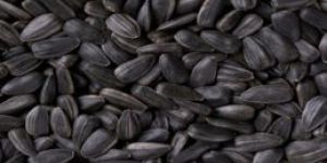 Sunflower Seeds