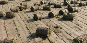 Carpet Grass