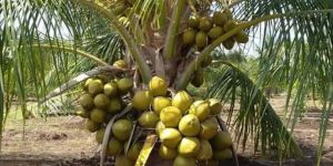 Hybrid Green Draft Coconut