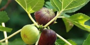 Anjeer Indian Fig Live Plant