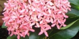 miniature ixora plant