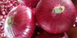 Red Onion
