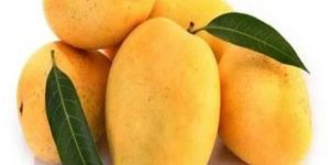 Fresh Yellow Mango