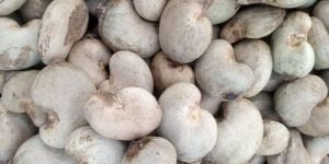 Tanzania Raw Cashew
