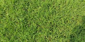 Selection Number 1 Natural Grass