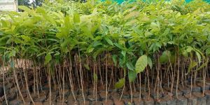 Mahogany Plants