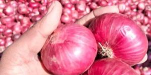 Red Onion