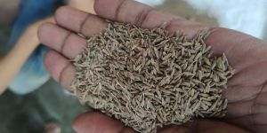 Cumin Seeds