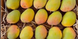 FRESH ALPHANSO MANGOES FROM RATNAGIRI , INDIA