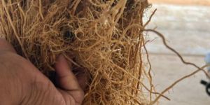 Vetiver Root