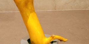 2-2.5 Feet Neem Root Showpiece