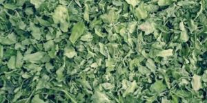 Moringa Leaf