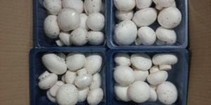 Fresh Button Mushroom