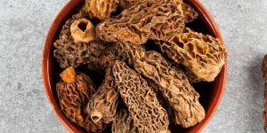 a Grade Gucci Dried Mushroom