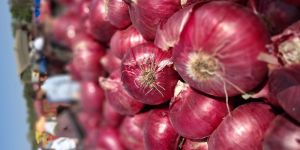 Nashik Red Fresh Onion