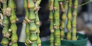 Buddha Belly Bamboo Plants