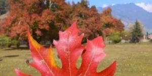 Chinar Plant - Bouin Tree