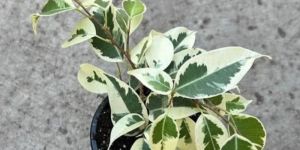 Ficus Starlight Plant