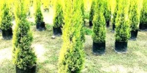 Golden Cyprus Ornamental Tree