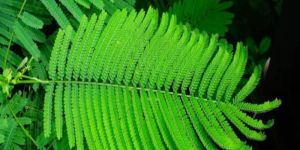 Gulmohar Flower Plant