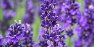 Lavender Flowers Plant
