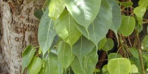 Peepal Plant