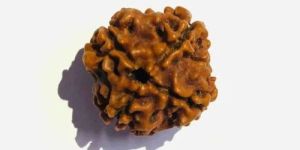 4 Mukhi Rudraksha Beads
