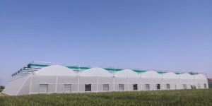 Fully Hi Tech Fan and Pad Polyhouse Structure
