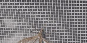 INSECT PROTECTION NET FOR GREEN HOUSE