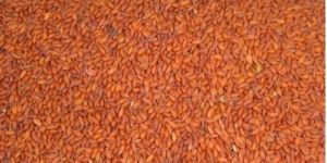 Asaliya Seeds