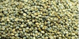 Green Millets