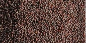 Mustard Seeds