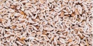 Psyllium Seeds
