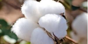 Raw Cotton