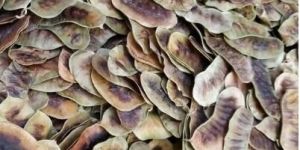 Senna Pods