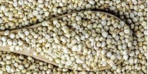 Sorghum Seeds