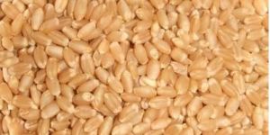 Wheat Whole