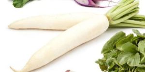 Fresh Radish