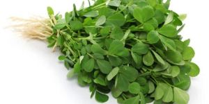 Herb Fenugreek Leaves